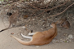 0798 Wildlife Habitat Port Douglas